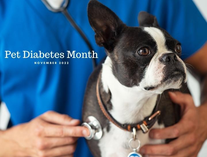 Pet Diabetes Month