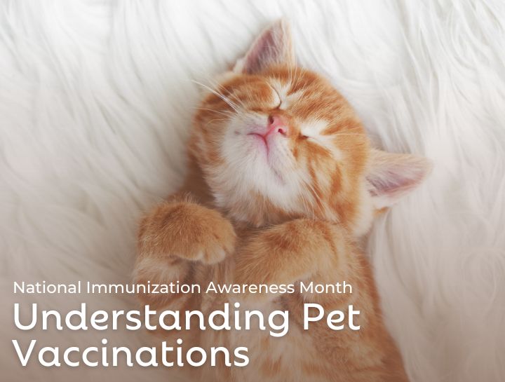 National Immunization Awareness Month Weymouth Landing Cat Clinic & Hotel