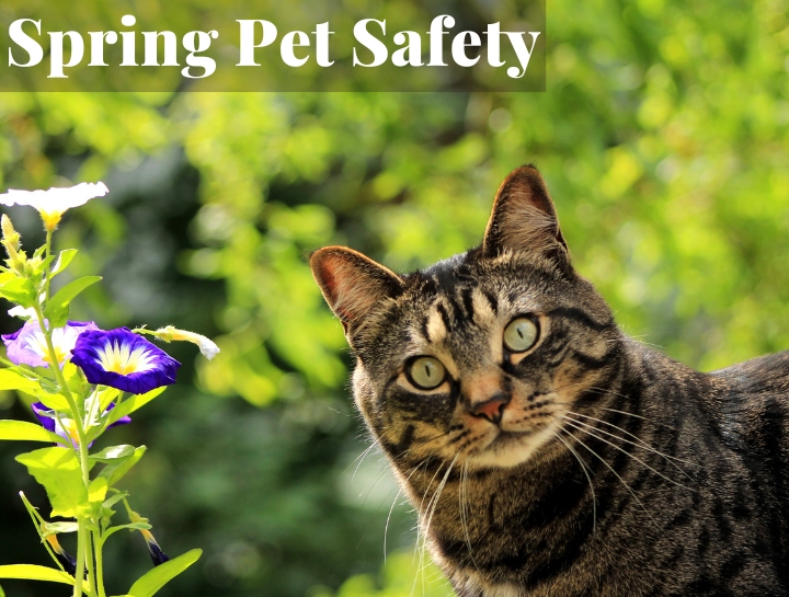 Spring Pet Safety Tips