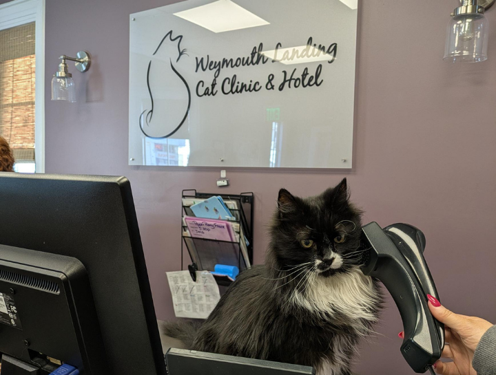 Emergency Veterinary Care